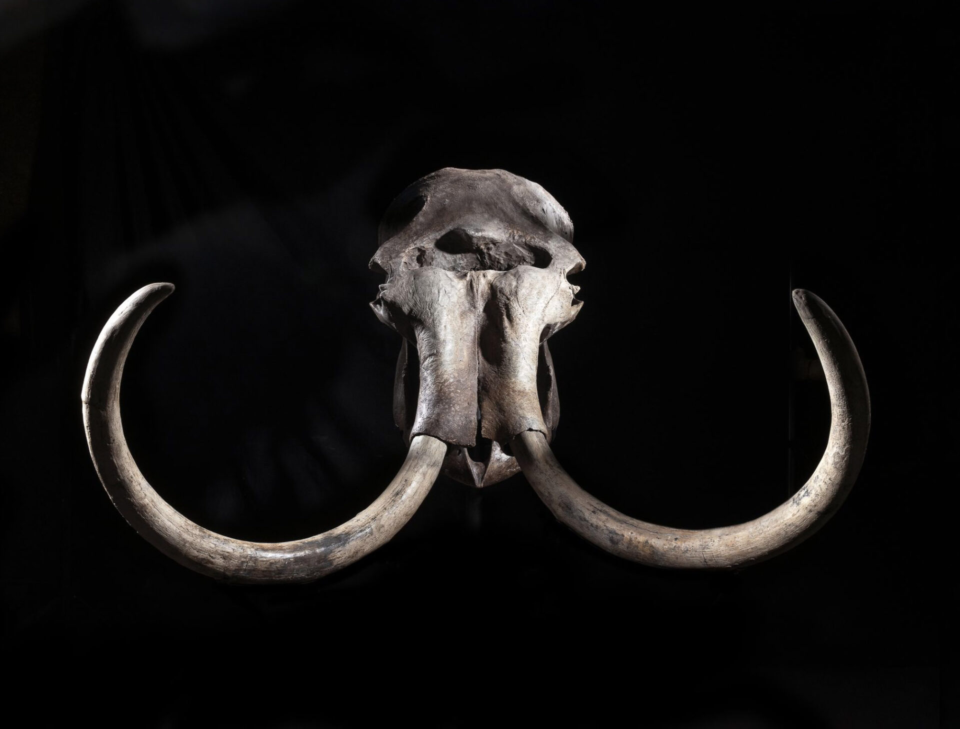 Crâne de Mammouth laineux - Giquello